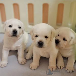 Photo №1. labrador retriever - for sale in the city of Гамбург | 475$ | Announcement № 80865
