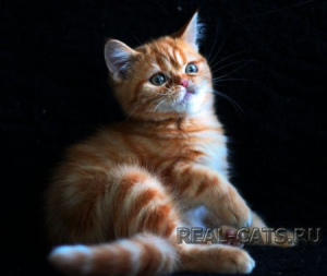 Additional photos: Scottish cat