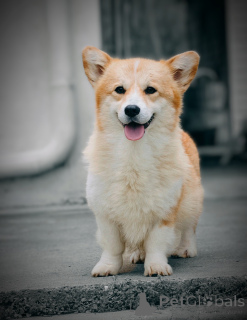 Photo №1. welsh corgi - for sale in the city of Kragujevac | negotiated | Announcement № 147044