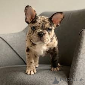 Photo №3. Miniature French Bulldog Puppies. Germany