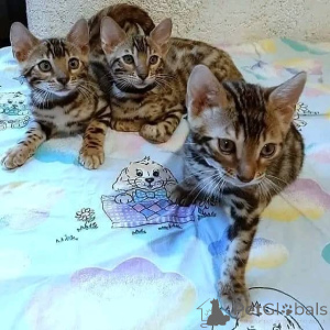 Photo №1. bengal cat - for sale in the city of Berlin | Is free | Announcement № 160186