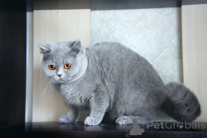 Photo №4. I will sell british longhair in the city of Swindon. breeder - price - 518$