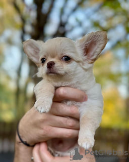 Photo №1. chihuahua - for sale in the city of Wrocław | 1057$ | Announcement № 123383