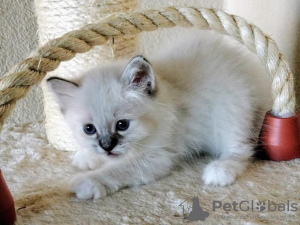 Photo №1. birman - for sale in the city of Франкфурт-на-Майне | 264$ | Announcement № 122583