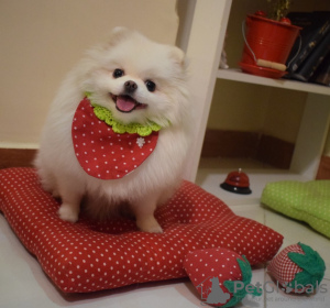 Photo №1. pomeranian - for sale in the city of Forbes Reef | negotiated | Announcement № 11106