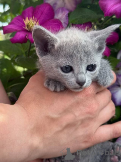 Photo №3. Cutes Russian blue kittens Business WhatsApp 37256348129. Finland