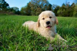 Photo №2 to announcement № 165446 for the sale of golden retriever - buy in Luxembourg private announcement, breeder