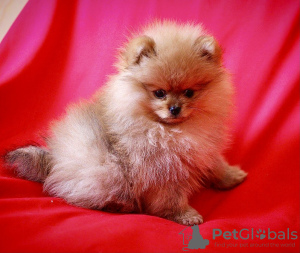 Photo №4. I will sell pomeranian in the city of Москва. breeder - price - 3000$