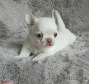 Photo №1. chihuahua - for sale in the city of Vilnius | negotiated | Announcement № 116692