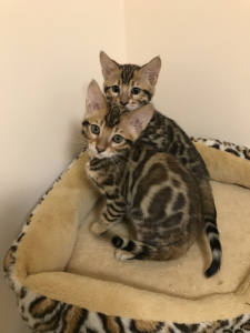 Additional photos: Bengal kittens are waiting for their new Parents !!!