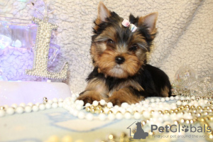 Photo №3. Yorkie puppies are looking for a good home.. Israel