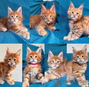 Photo №1. maine coon - for sale in the city of Lausanne | 423$ | Announcement № 116318