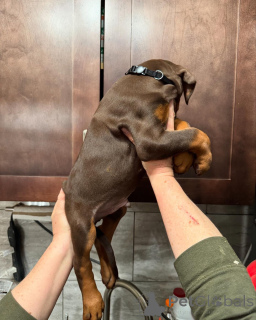 Photo №4. I will sell dobermann in the city of Warsaw. breeder - price - negotiated