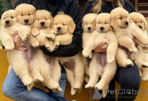 Photo №1. golden retriever - for sale in the city of Tallinn | negotiated | Announcement № 125280