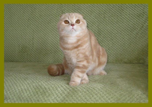Photo №1. scottish fold - for sale in the city of Kiev | 334$ | Announcement № 3010
