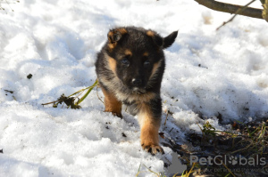 Photo №2 to announcement № 9646 for the sale of german shepherd - buy in Russian Federation breeder