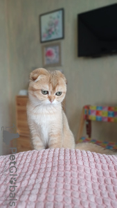 Photo №2 to announcement № 104951 for the sale of scottish fold - buy in Russian Federation from nursery