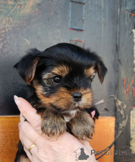 Photo №4. I will sell yorkshire terrier in the city of Benfica. breeder - price - 847$