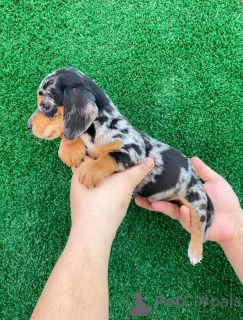 Photo №3. Miniature Dachshund Puppies. Finland
