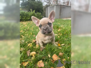 Photo №2 to announcement № 137202 for the sale of french bulldog - buy in Switzerland 