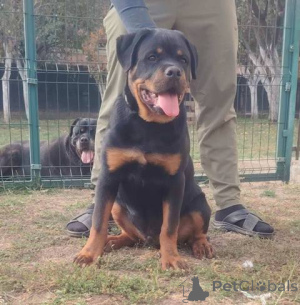 Photo №4. I will sell rottweiler in the city of Zemun.  - price - negotiated