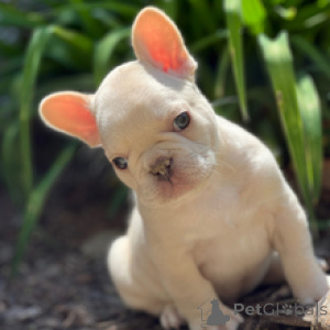 Photo №4. I will sell french bulldog in the city of Berlin. private announcement - price - negotiated