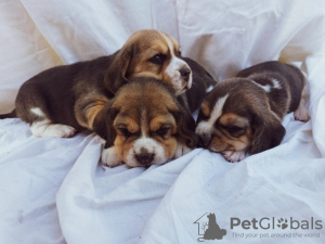 Photo №2 to announcement № 103734 for the sale of beagle - buy in Serbia 