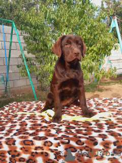 Photo №2 to announcement № 13120 for the sale of labrador retriever - buy in Russian Federation from nursery