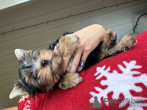 Photo №2 to announcement № 109993 for the sale of yorkshire terrier - buy in Belarus private announcement