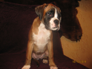 Photo №3. German Boxer puppies. Russian Federation
