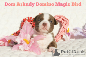 Additional photos: American Bully Kennel