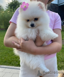 Photo №4. I will sell pomeranian in the city of Herzogtum Lauenburg.  - price - negotiated