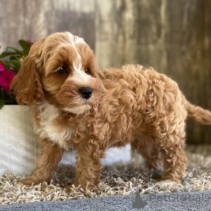 Additional photos: Wunderschöne Cockapoo-Welpen