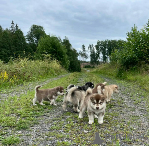 Photo №1. alaskan malamute - for sale in the city of Delmenhorst | 243$ | Announcement № 123162