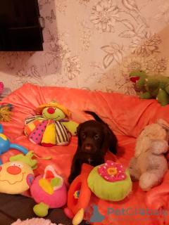 Photo №2 to announcement № 132176 for the sale of  - buy in Switzerland 