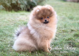Photo №2 to announcement № 5558 for the sale of pomeranian - buy in Belarus private announcement