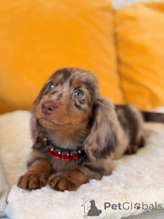 Photo №3. gentle puppy who deserves a new forever home. We're looking for a loving family. Germany