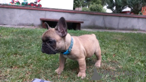 Photo №2 to announcement № 117880 for the sale of french bulldog - buy in Germany private announcement