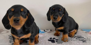 Photo №1. dachshund - for sale in the city of Brussels | negotiated | Announcement № 156857