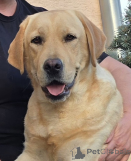 Photo №3. Female labrador retriever for sale. Croatia
