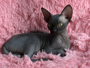 Photo №2 to announcement № 5309 for the sale of sphynx-katze - buy in Ukraine from nursery
