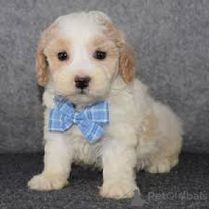 Photo №3. Maltipoo-puppy's te koop. Netherlands