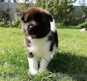Photo №3. Akita puppies for adoption looking for a new home. New Zealand