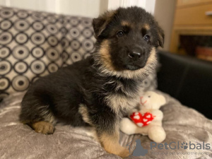 Photo №1. german shepherd - for sale in the city of Rostock | 370$ | Announcement № 74553