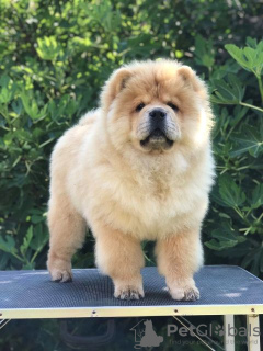 Additional photos: Chow Chow, wonderful puppies