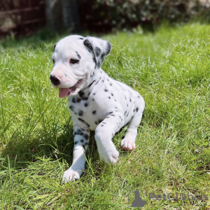 Photo №2 to announcement № 159371 for the sale of dalmatian dog - buy in Germany private announcement