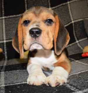 Photo №4. I will sell beagle in the city of Москва. private announcement, breeder - price - 266$