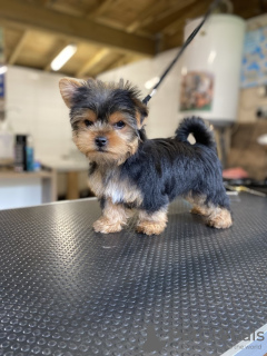 Photo №1. yorkshire terrier - for sale in the city of Bonn | 280$ | Announcement № 119349