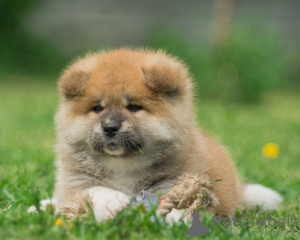 Photo №1. akita - for sale in the city of Minsk | negotiated | Announcement № 19778