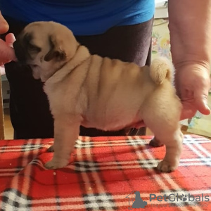 Photo №4. I will sell pug in the city of Borisov. private announcement, from nursery - price - 936$